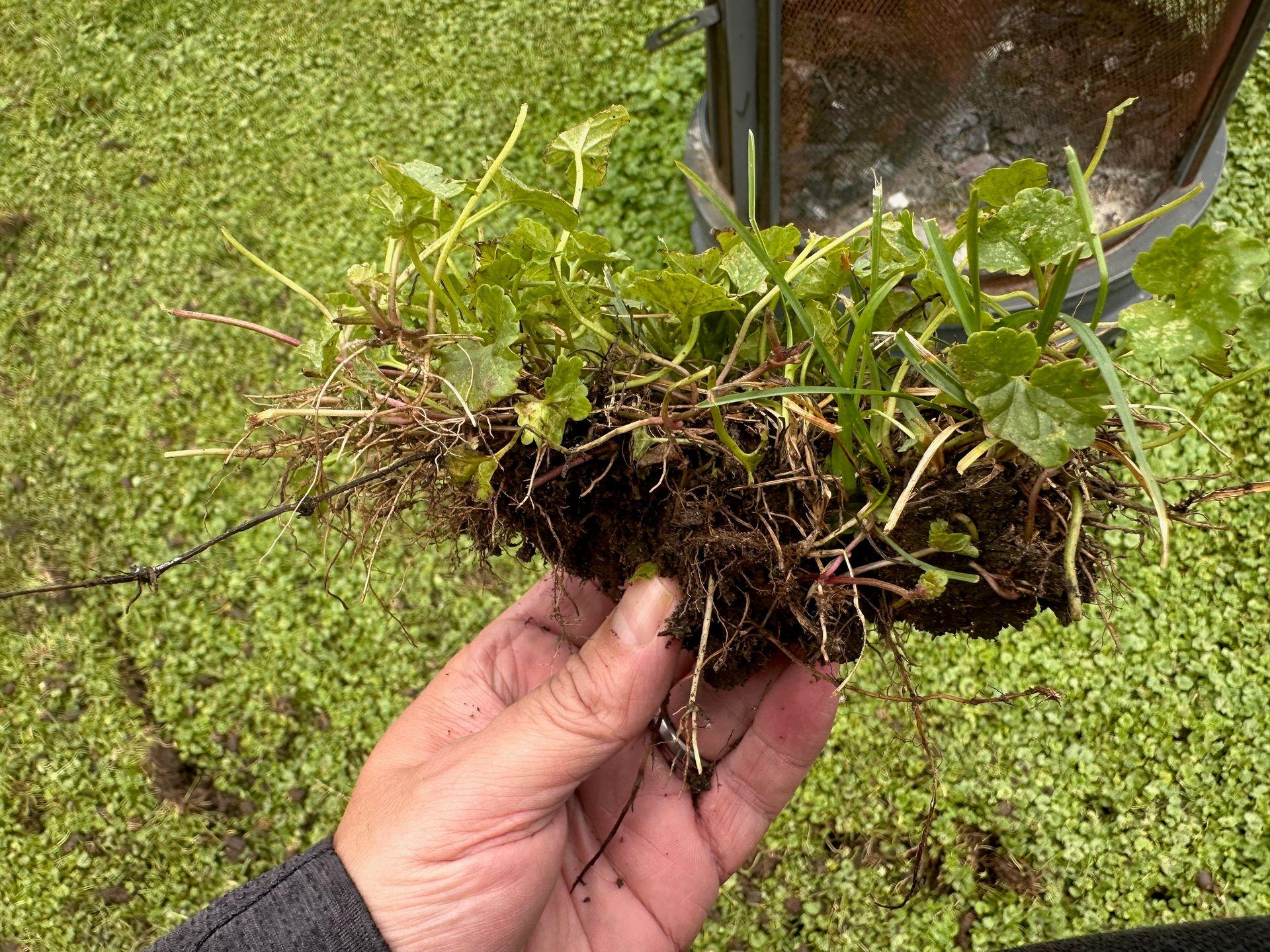 Person holding a clump of green weeds with roots exposed, over a background of grass.