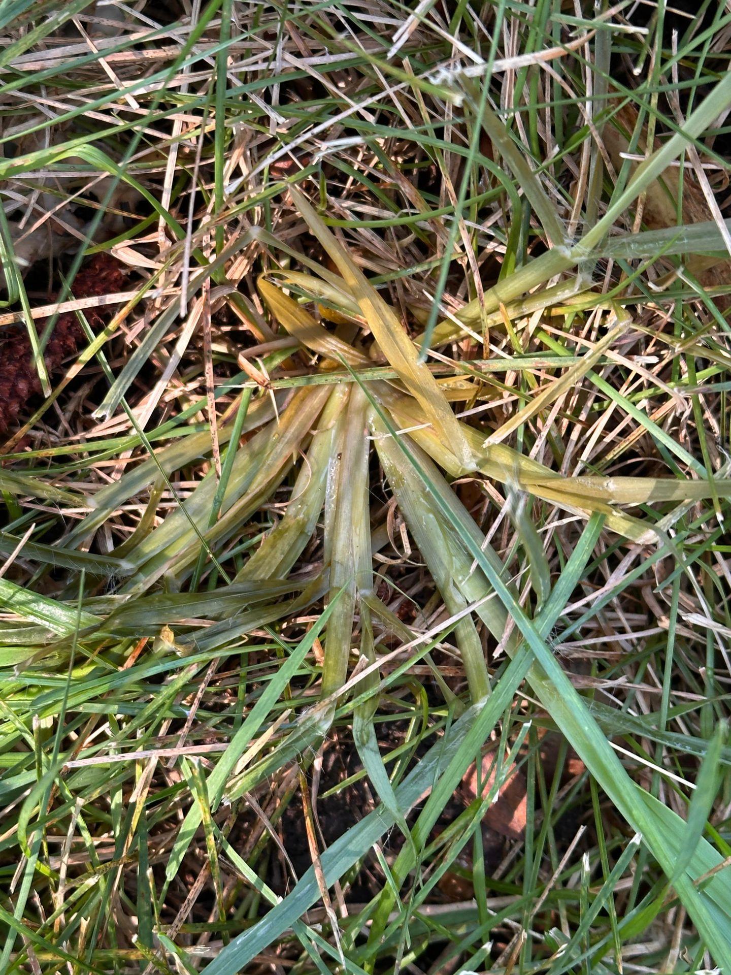 Crab grass (20 minutes after) 